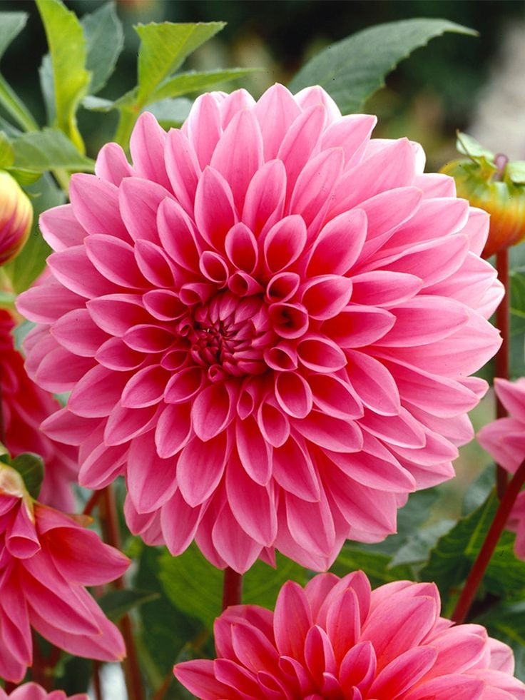 25 Dahlia Seeds Perennial Heirloom Pollinator Flower Flowers “Melody Dixie”