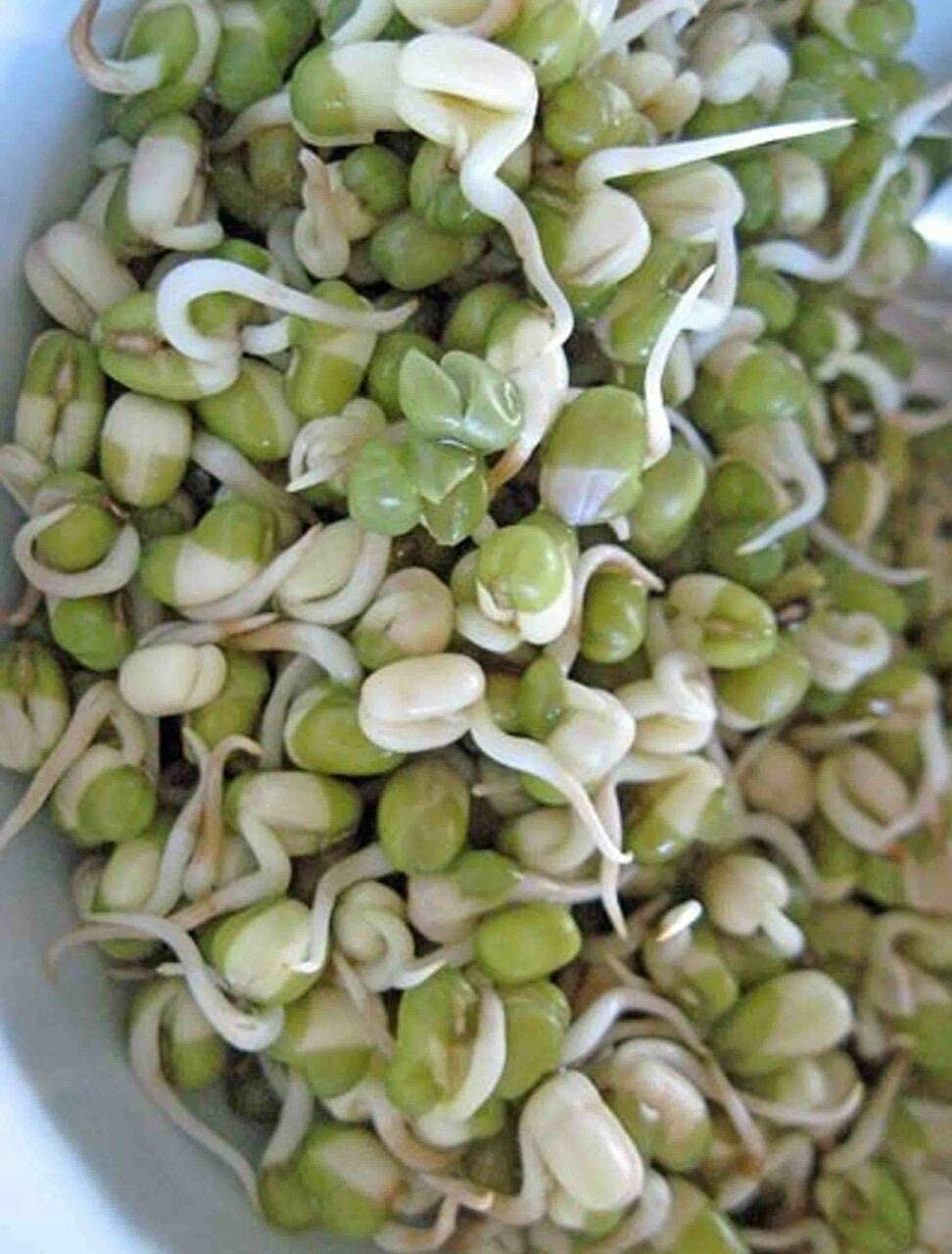 Fresh Mung Bean Seeds 1 lb – High Germination Rate, Perfect for Stir-Fry Meals