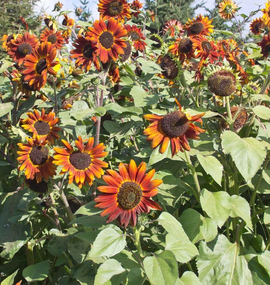 50+VELVET QUEEN SUNFLOWER Seeds Native Wildflower Branching Summer Garden Easy