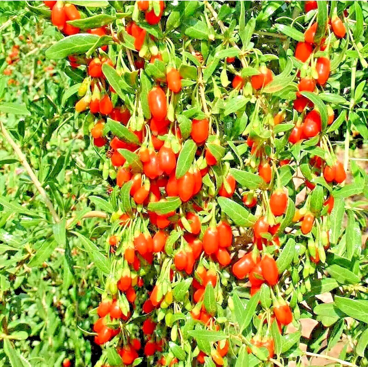 100 Goji Berry SEEDS WolfberryLycium Barbarum Organic Exotic Superfood 2023 USA