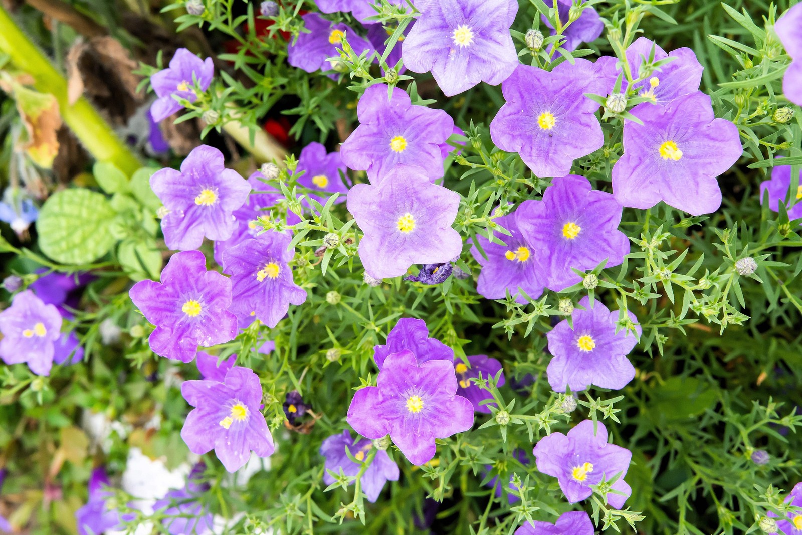 250 PURPLE ROBE CUP FLOWER Nierembergia Hippomanica Caerulea Seeds *Combined S/H