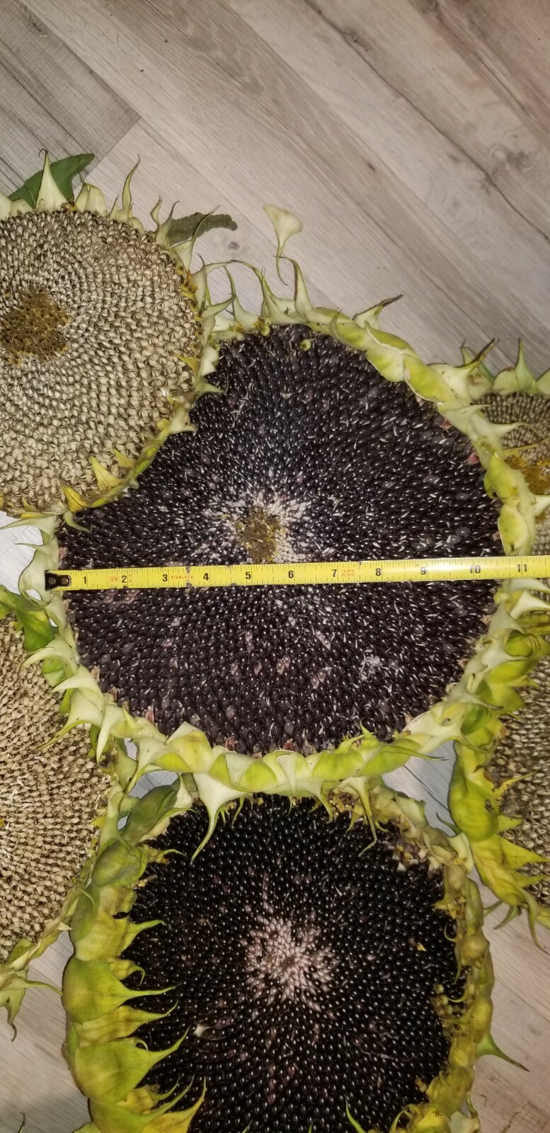 500 !!! Sunflower Seeds mix American Giant, Mammoth, Mongolian Giant, Arikara