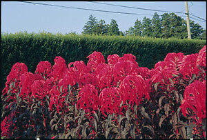 Amaranthus Early Splendor 1,000 seeds