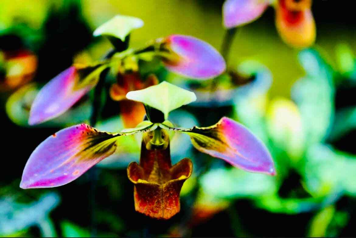 Multi-Colored Lady’s Slipper Orchid Seeds ~ Lady Slipper Orchids ~ Unique ~RARE