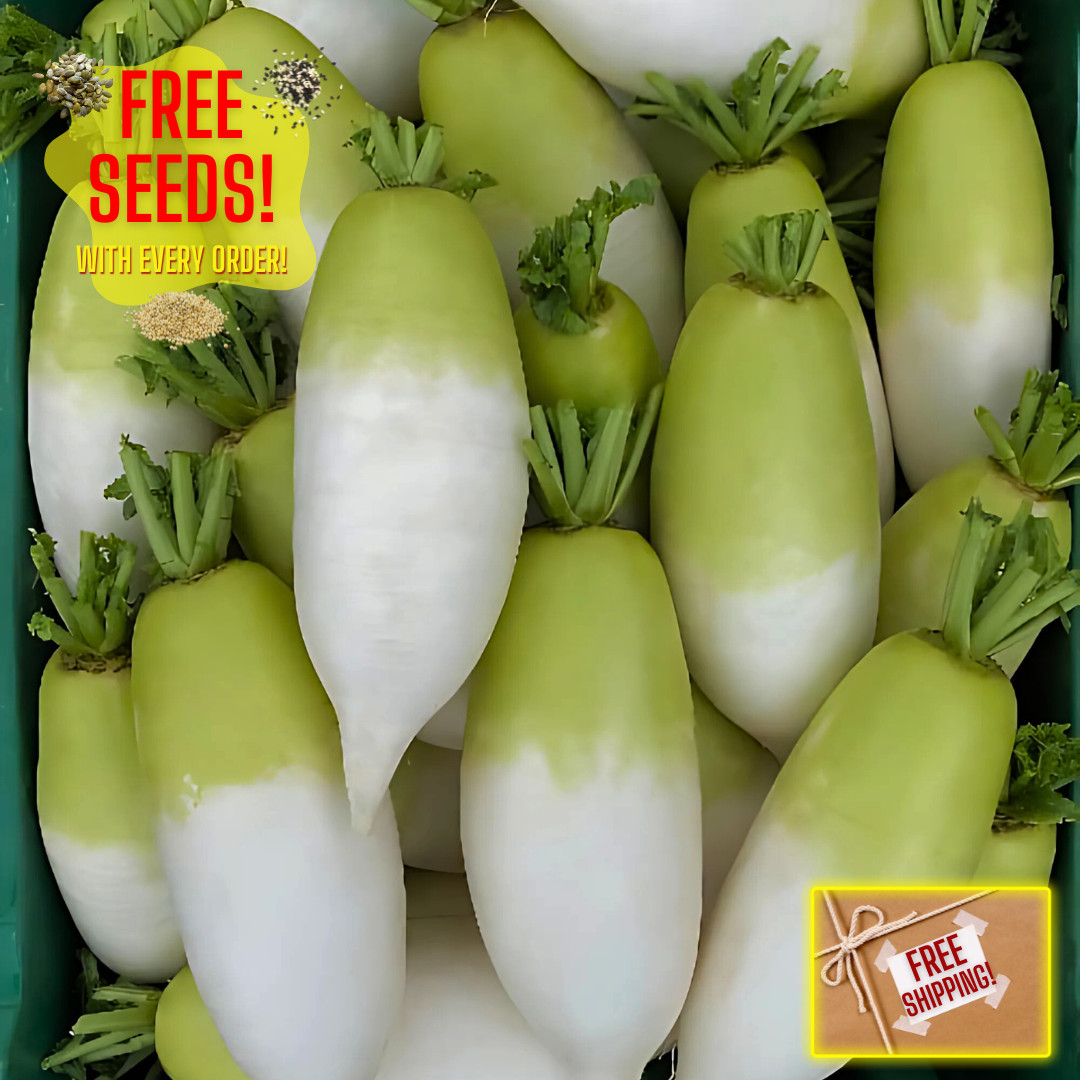 Fresh Korean Radish Seeds | Sushiro | Heirloom Non-GMO | Asian Vegetable Seeds