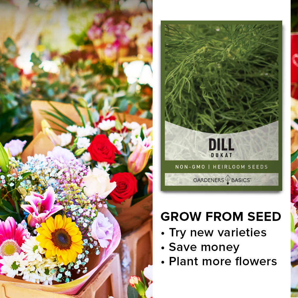 Dukat Dill Seeds