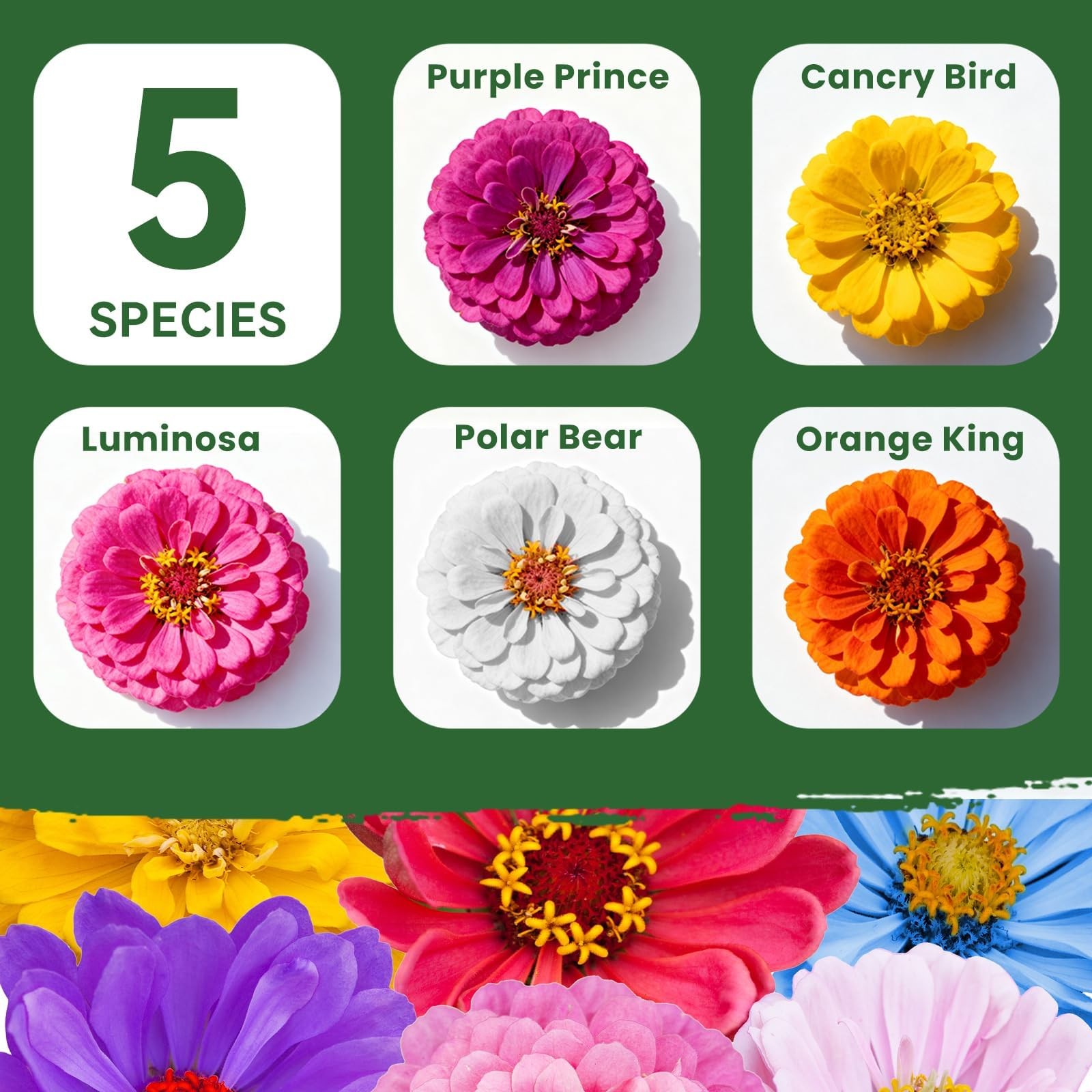 1000+ Zinnia Dahlia Seeds Flower Seeds for 2026 Planting, 0.35 Oz, 5 Varieties