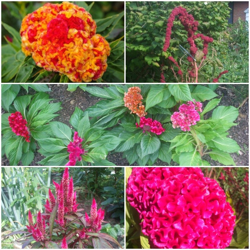 Cockscomb variegated, Dreadlock Amaranth, Dwarf Cockscomb, Wheat Celosia seeds