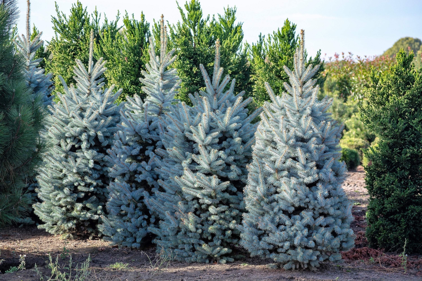Grow Your Own CHRISTMAS TREE Colorado Blue Spruce Picea Pungens Gift Seed Packet