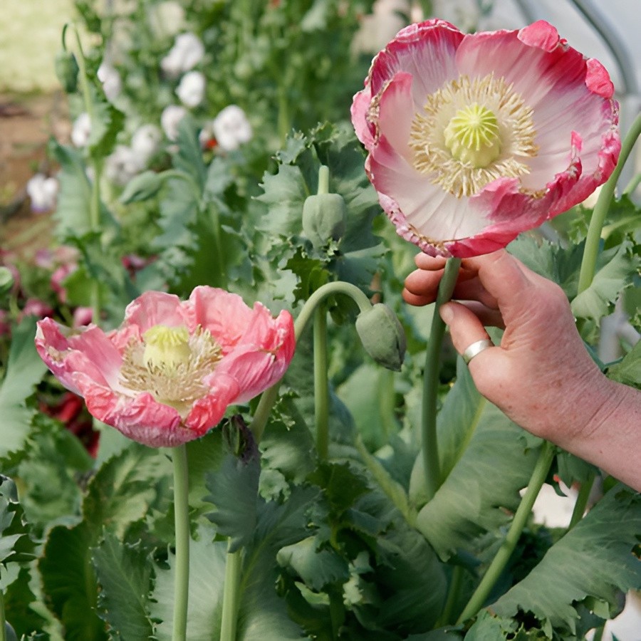 1,000 Qis Bowling Ball Poppy Seeds – The Largest P. Somniferum Poppy Fresh Seeds