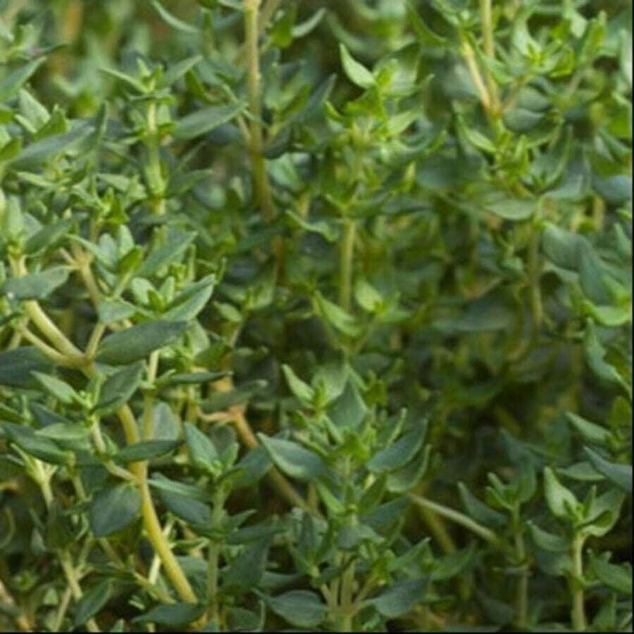 500+ Thyme Seeds | Heirloom Non-GMO Free Shipping Herb Seeds #39