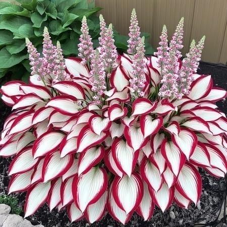 100+ Hosta Seeds for Planting Outdoors, Mixed Color Rare Flower Seeds, Shade …