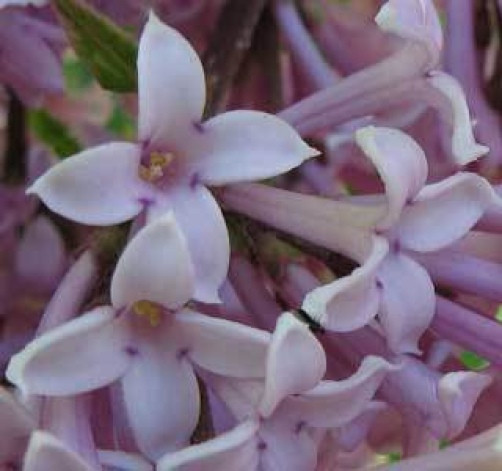 Syringa josikaea or Hungarian Lilac 10 seeds