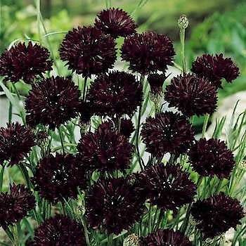 Centaurea Black Ball 1,000 seeds