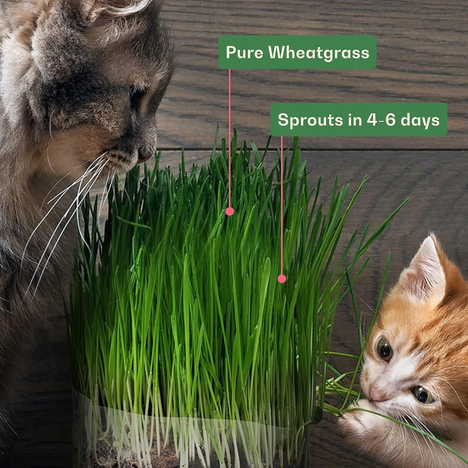 Rose & Branch Organic Cat Grass Seeds – 16oz Non-GMO for Healthy Indoor Cats