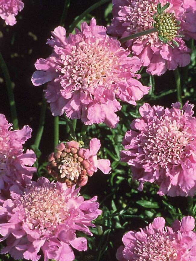 Pink Scabiosa Pincushion Flower 50 seeds fresh crop