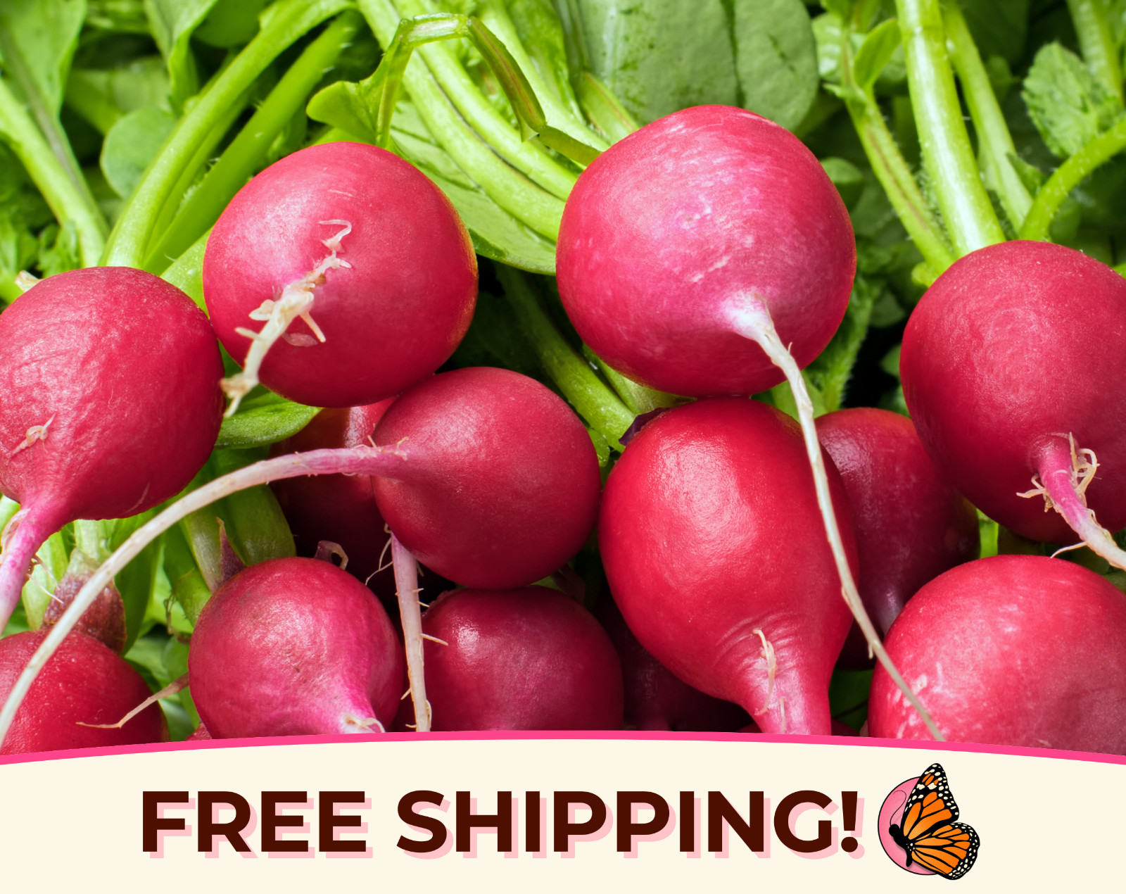 925+ Radish Seeds ‘Champion’ | Heirloom, Non-GMO, Vegetable Gardening Plant Seed