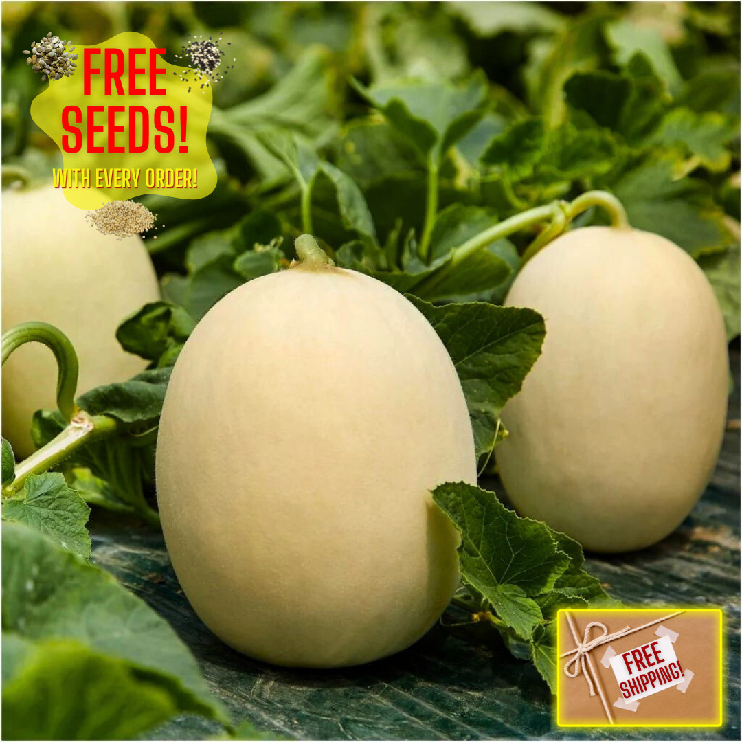 Fresh Premium Bai Mibao Melon Seeds | Heirloom Non-GMO | Asian Vegetables