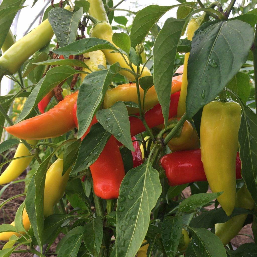 25 HUNGARIAN HOT WAX PEPPER SEEDS FRESH HARVEST FOR 2024 GARDENS