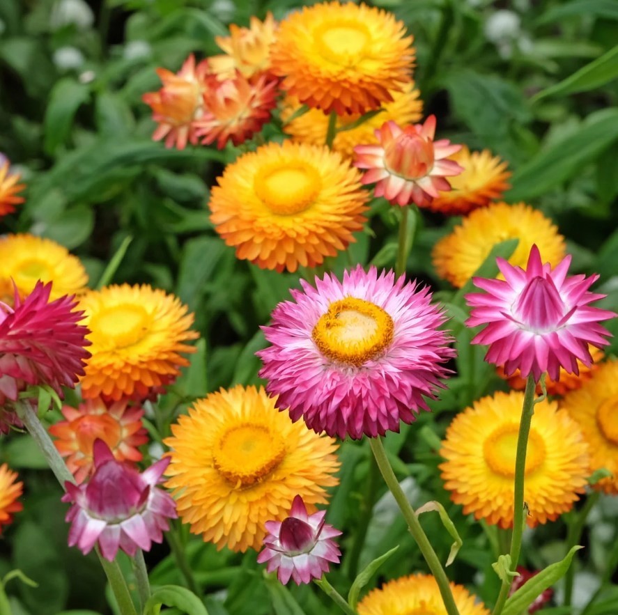 Sultane Strawflower Mix Color – Pack 100 Seeds – Annual White Blooms Plant