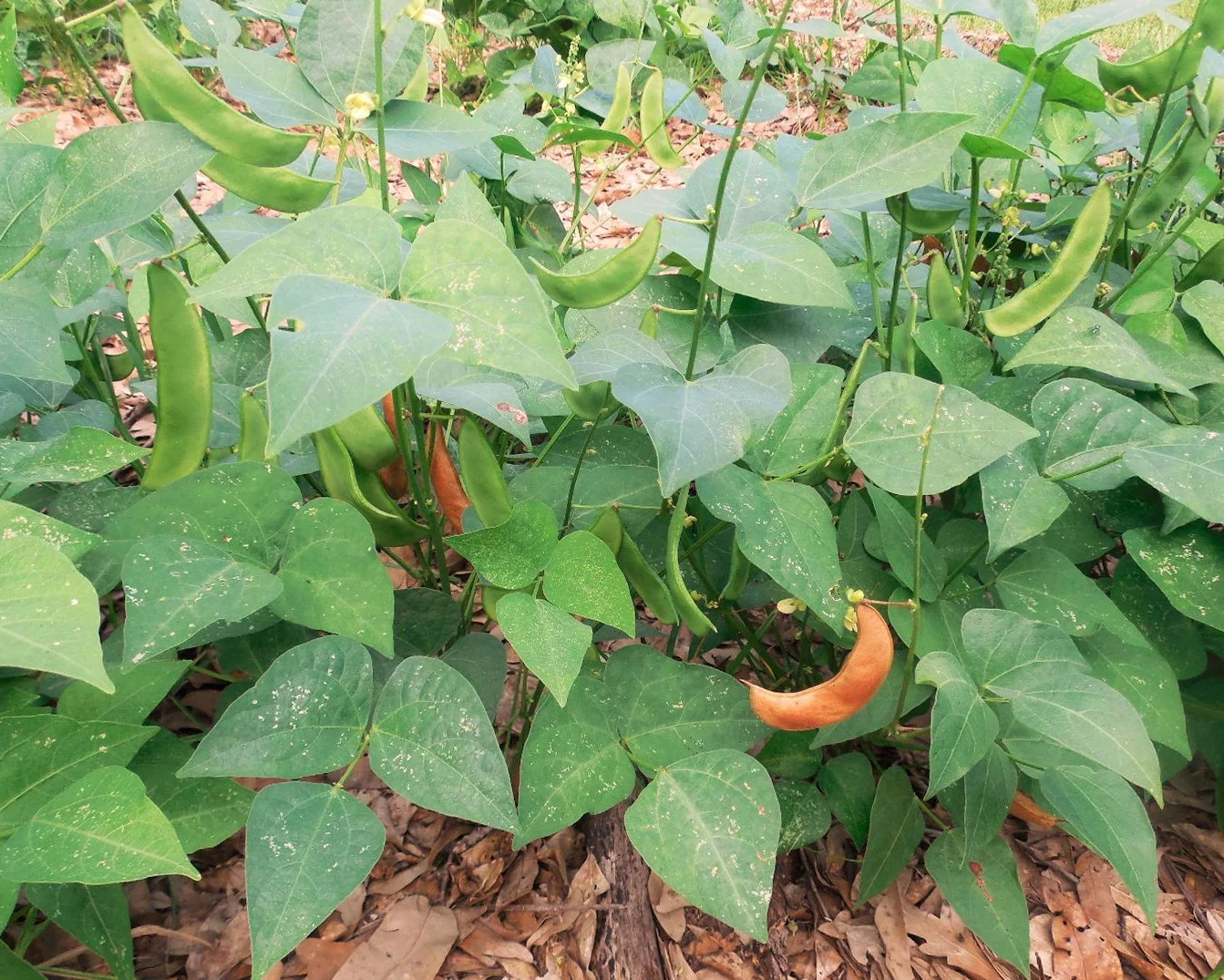 Jackson Wonder Lima Bean Seeds | Southern Speckled Baby Butter Beans Seed 2024