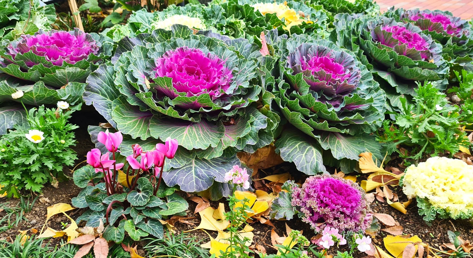 Smooth Mix Ornamental Cabbage (Kale) Seeds – For 2026 Planting Round-Leaf Pink
