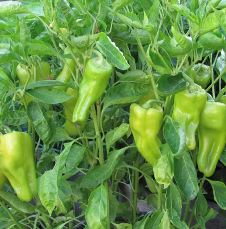 100 Cubanelle Sweet Pepper Seeds Heirloom – Non-GMO – Always Fresh Seeds!