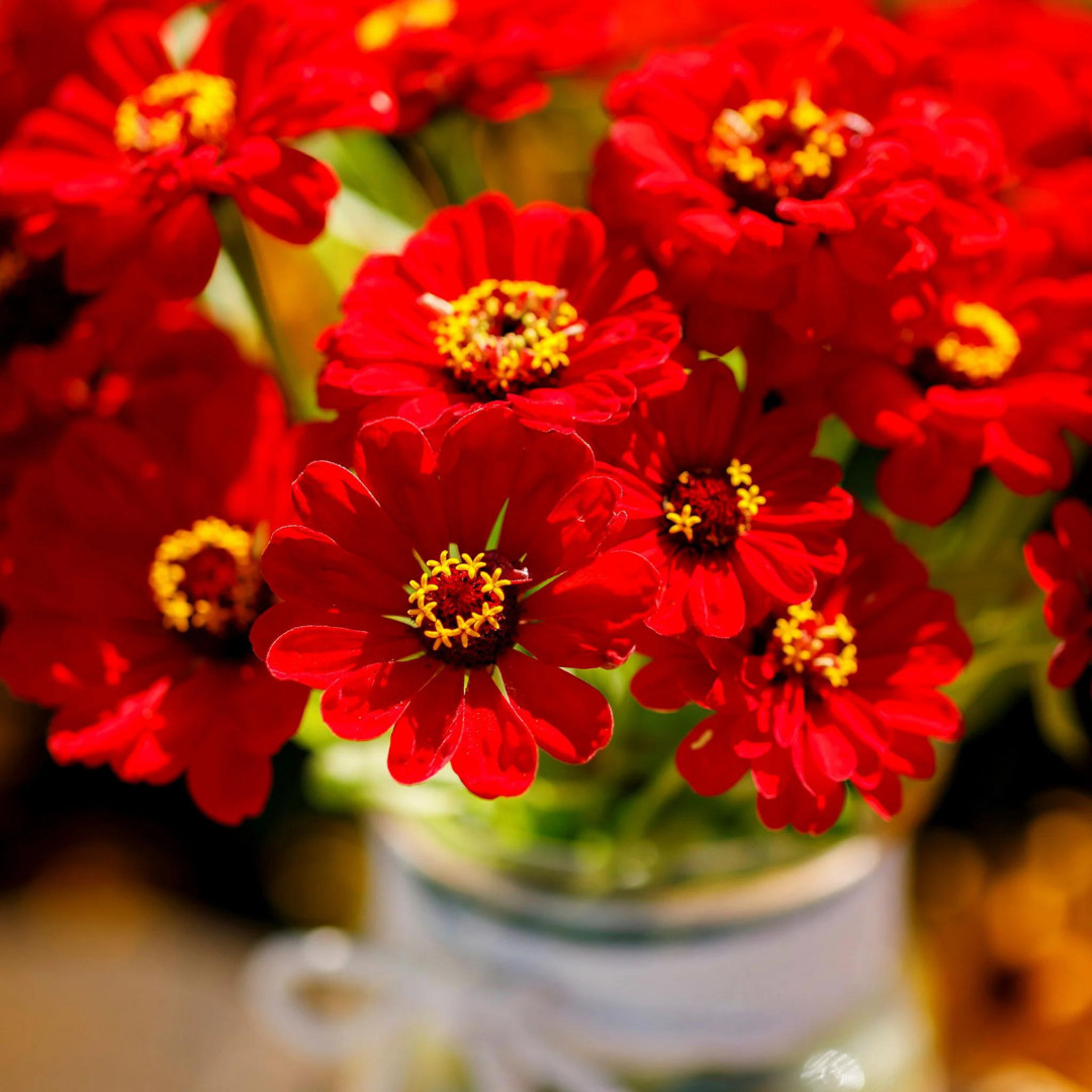 Fresh Premium Zinnia Seeds | Scarlet Flame | Heirloom Non-GMO | Flower Seeds