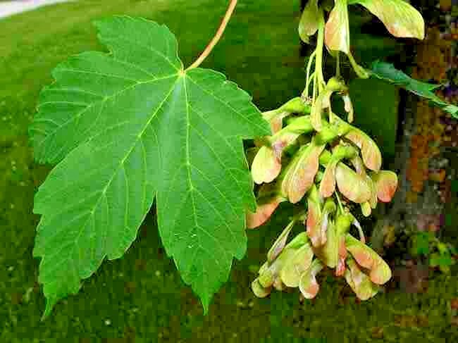 15 SYCAMORE MAPLE SEEDS – Acer pseudoplatanus