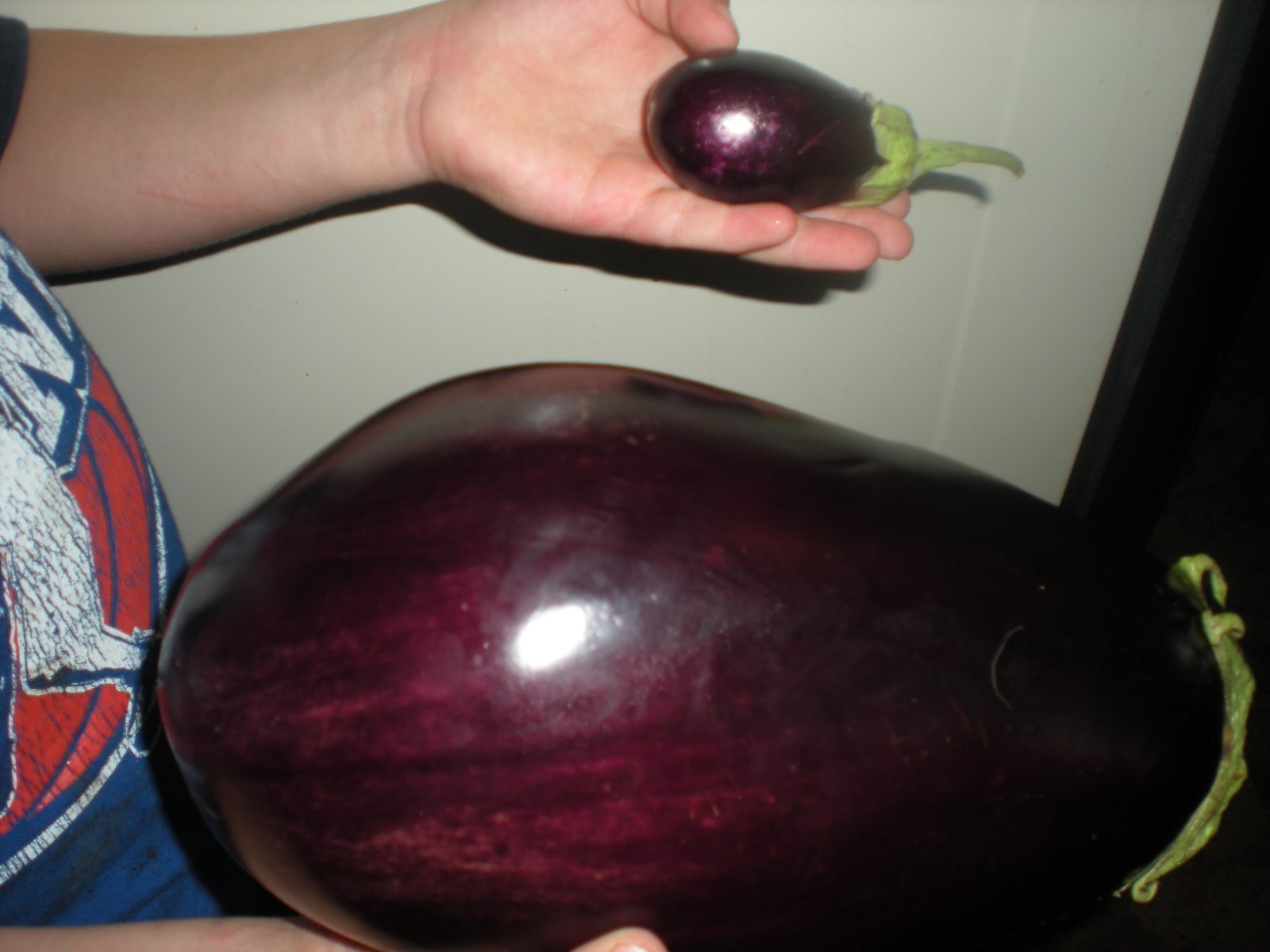 Massive Black Beauty Eggplant – 20 SEEDS – GREAT COLOR & TASTE! Combined S/H