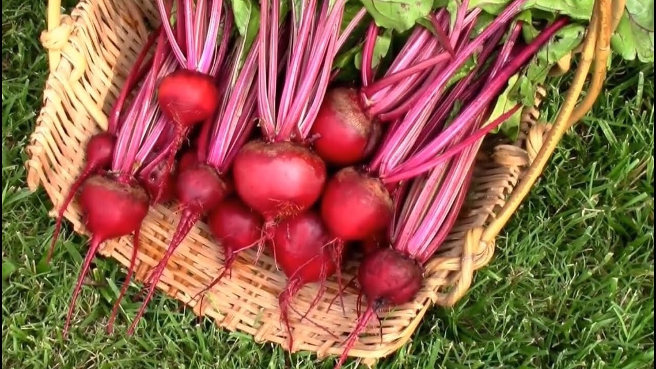 BEET Early Wonder 200 NON – HYBRID NON – GMO Seeds Open Pollinated Heirloom