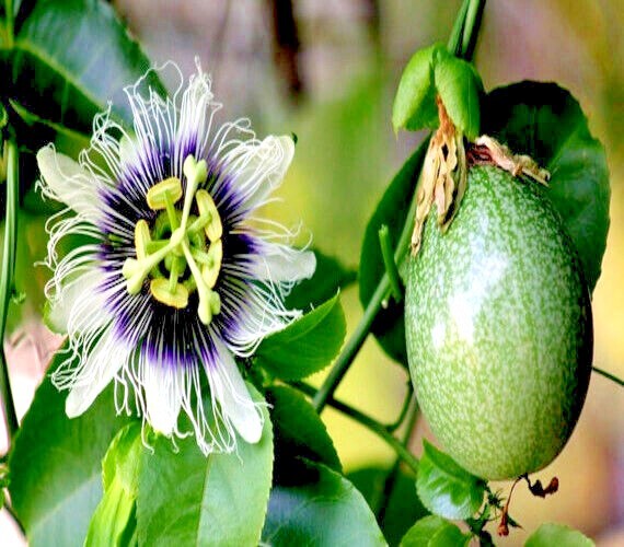 PURPLE PASSION FRUIT FLOWER SEEDS Granadilla Passiflora edulis Garden Vine Plant
