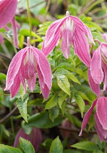 Clematis alpina 10 seeds