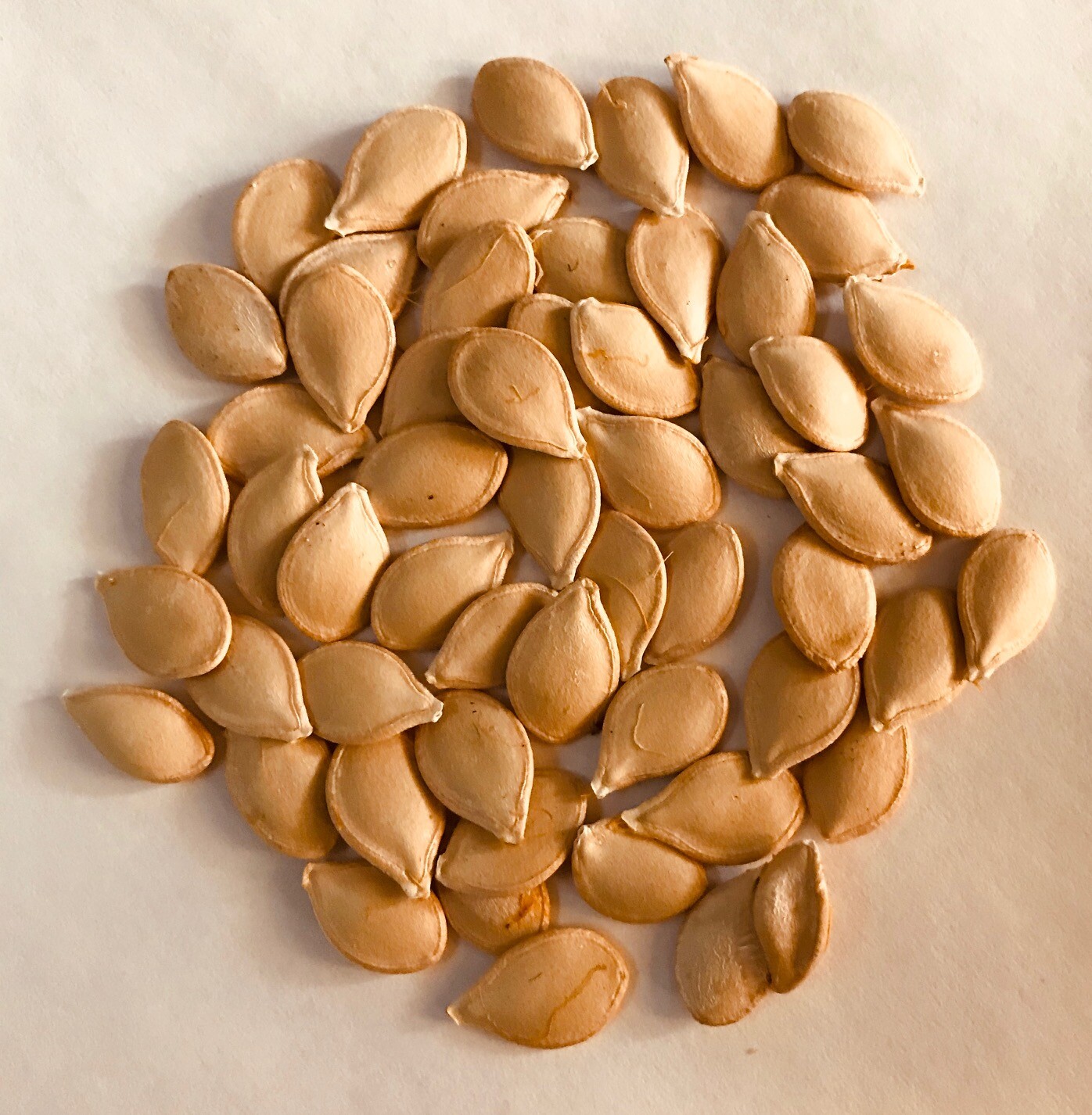 25 DELICATA Cucurbita pepo Winter Squash Seeds Fresh Picked 50-55 Days Full Sun