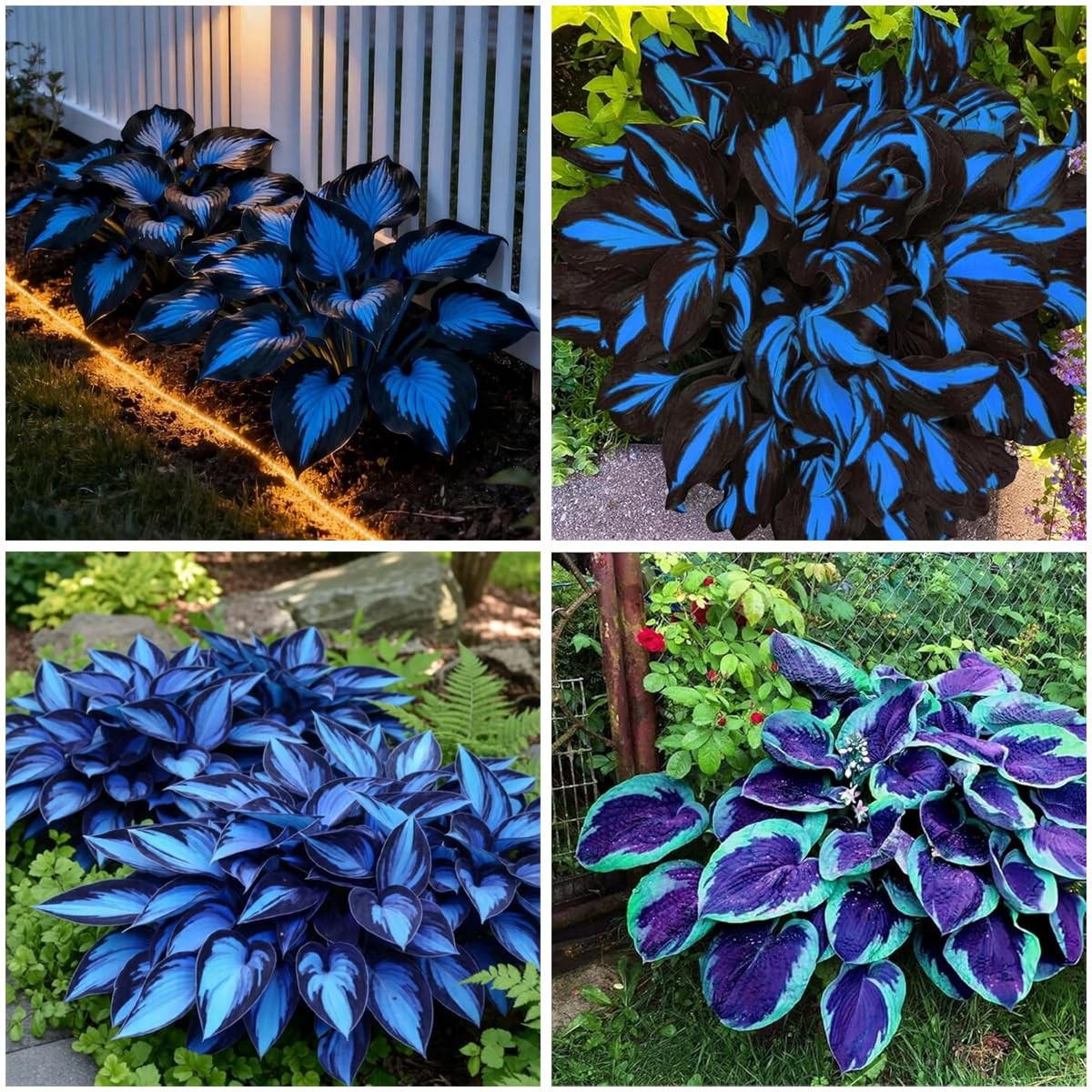 Hosta Seeds Blue and Black (300+ Seeds),Hosta Seeds Blue Perennial for Planti..