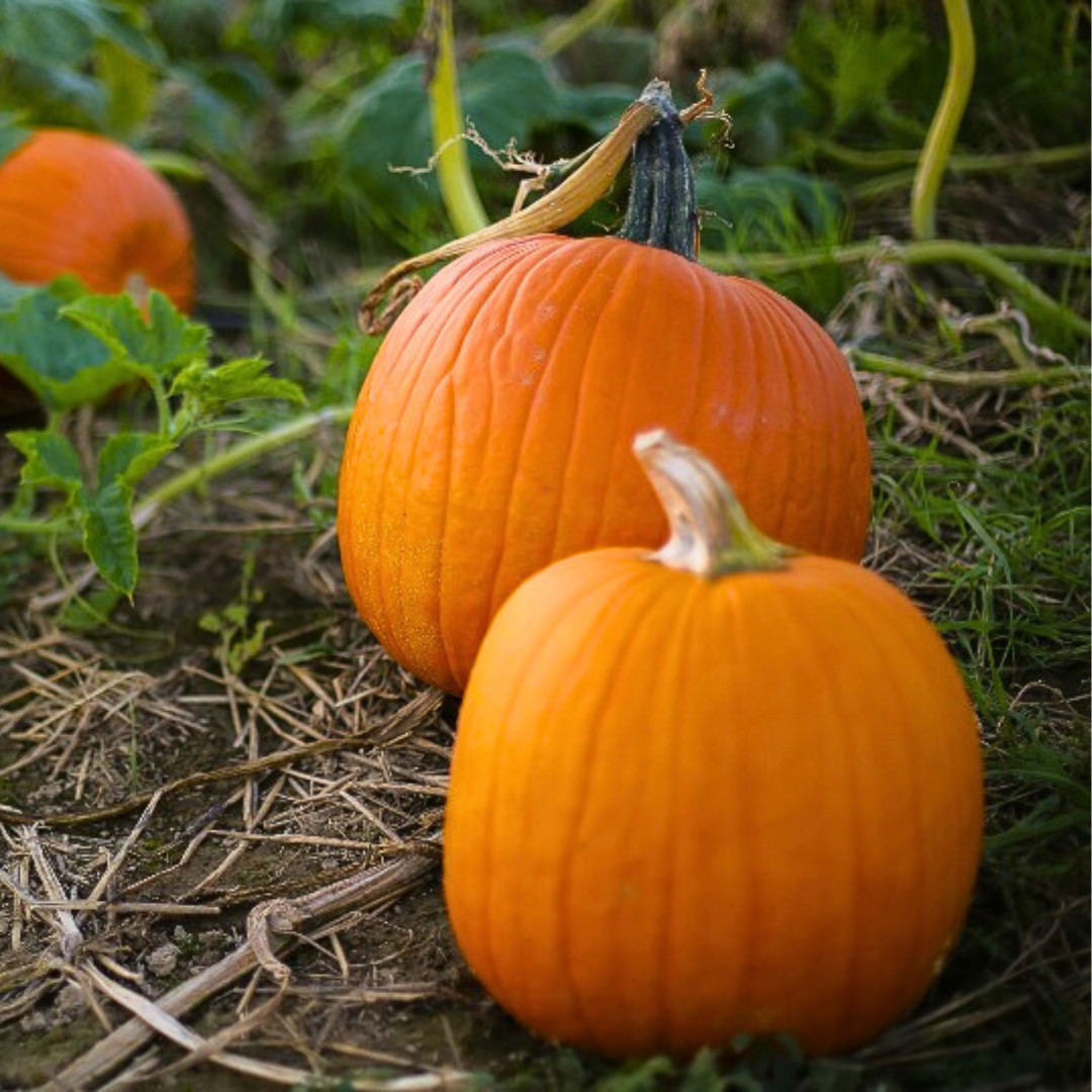 Fresh Small Sugar Pumpkin Seeds | Heirloom Non-GMO | Fresh Vegetable Seeds