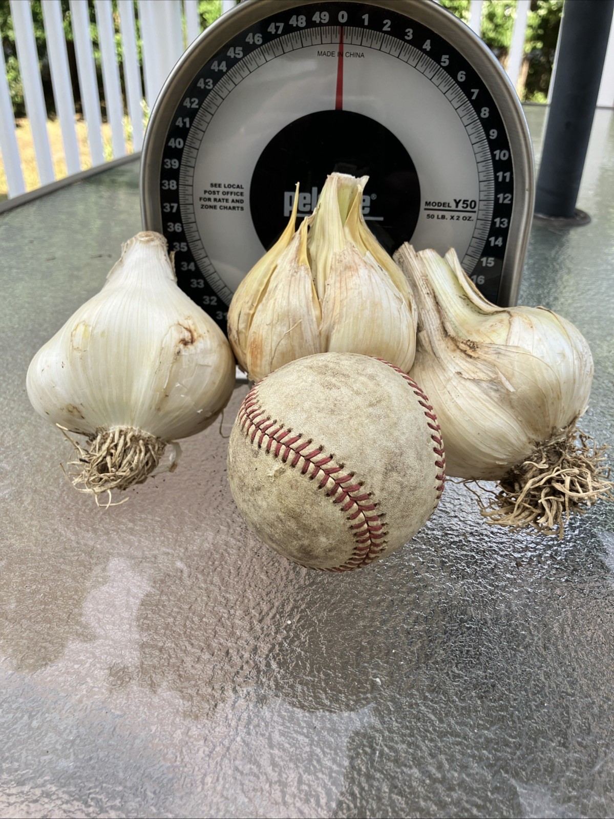 Freshly Pulled Elephant Garlic- Great To Cook/ Plant 3 Extra Large Size Bulbs!