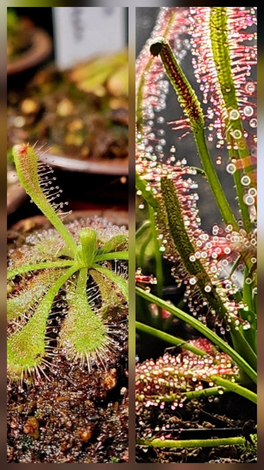 CARNIVOROUS PLANT 2 PACK- LIVE- Drosera Spatula, Drosera Capensis (Sundews)