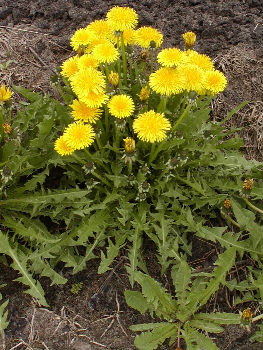 Dandelion Seeds – Taraxacum officinale – Common Dandelion Herb – 10 25 50 100 US