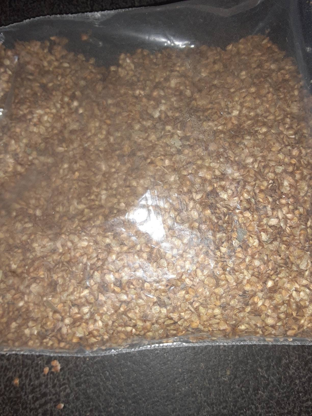 Dahurian Birch Tree Seeds (Asian Black Birch)