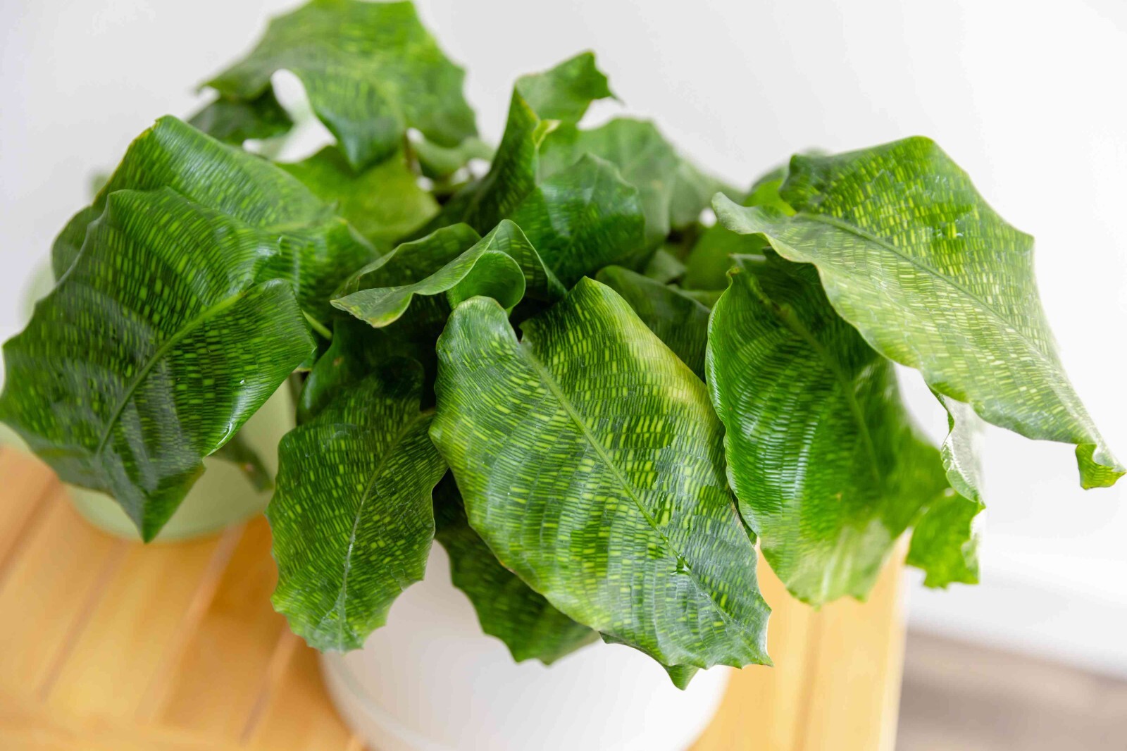 25+ Network Calathea Seeds for Garden Planting – USA – FREE SHIPPING!