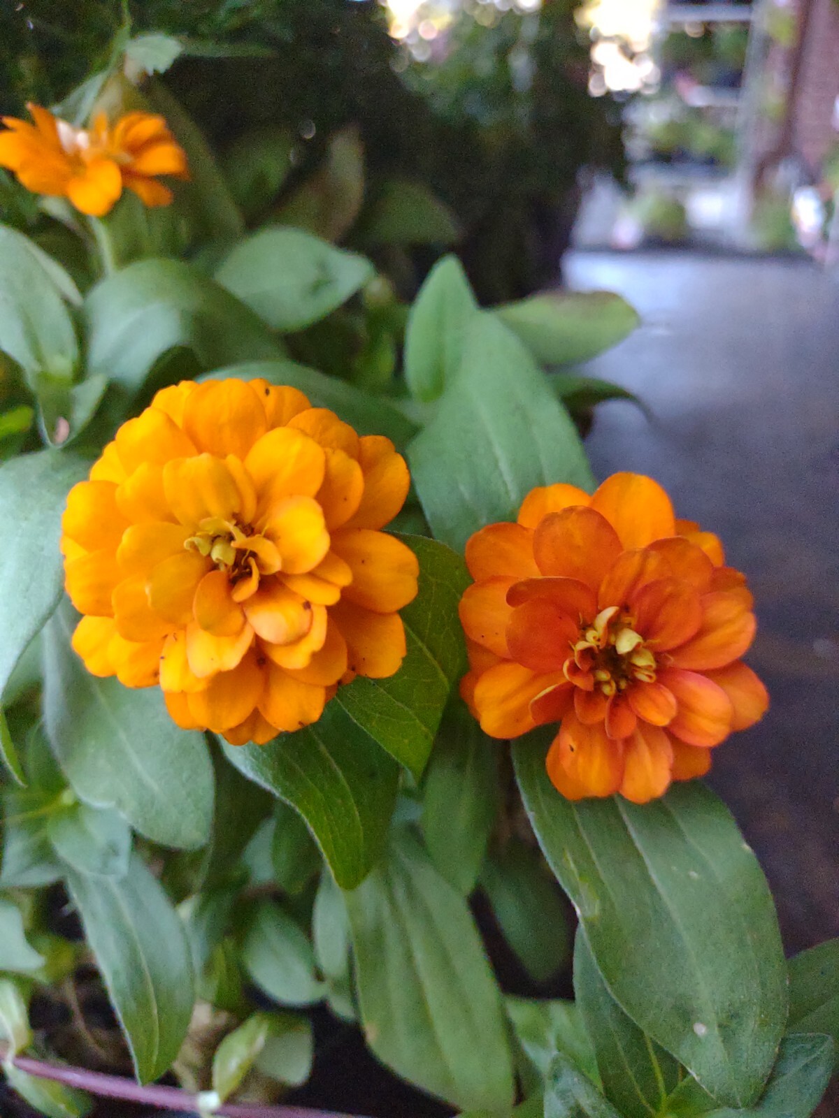 French Marigold Mix Flower Seeds, 100 Seeds, Tagetes Patula, Seed,Free Shipping
