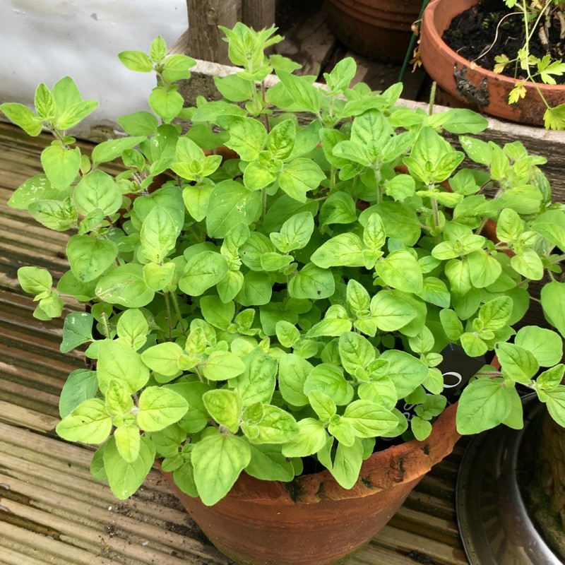 300+TRUE GREEK OREGANO Herb Seeds Organic Garden Container Perennial Heat Cold