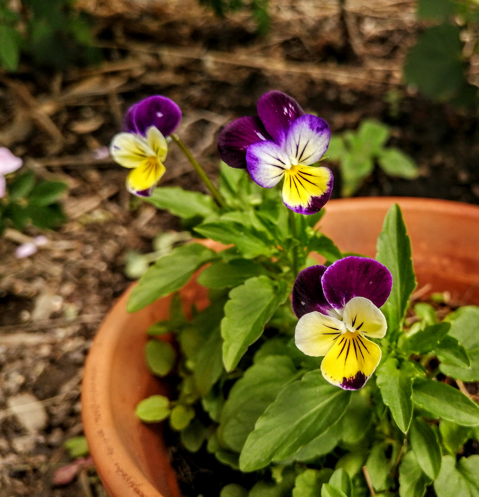 Johnny-Jump-Up 100 Seeds Viola Tricolor, Heartsease Wild Pansy Edible Flowers