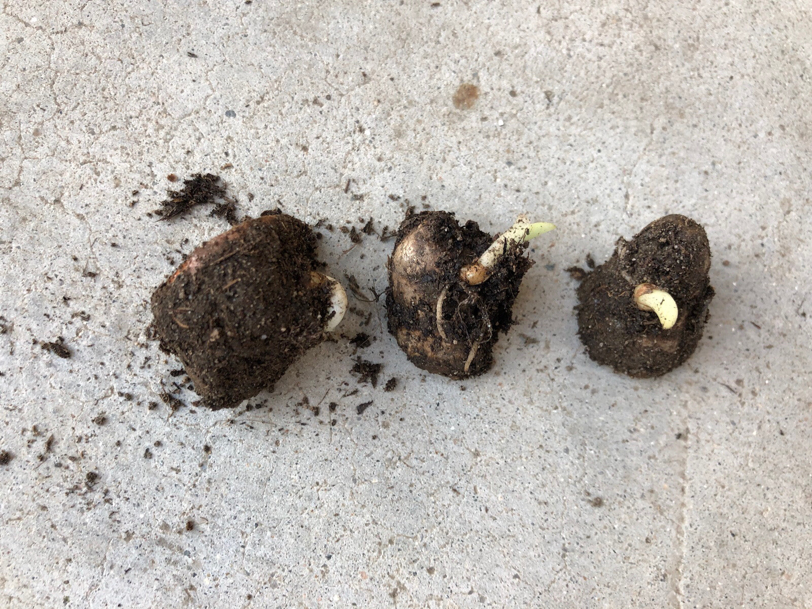 Sprouted Turmeric Roots 3 PCs Cutting Curcuma Longa Ready To Plant