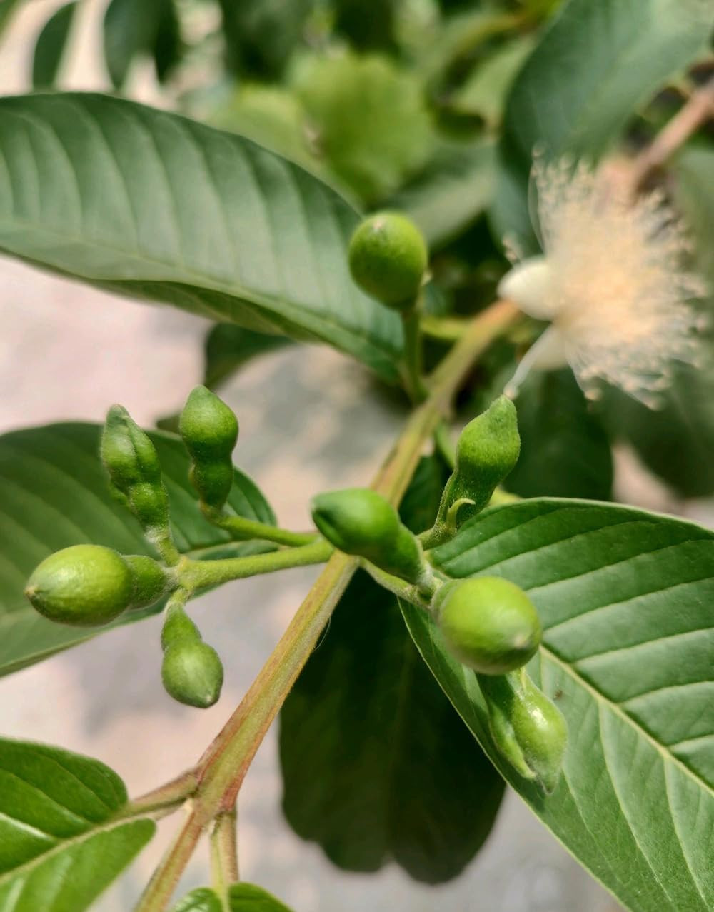 30+ Pink Guava Seeds Tropical Strawberry Guava Tree Seed Easy Fruit Fruit Garden