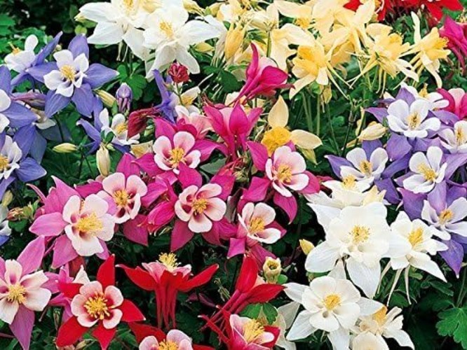 McKana Giant Columbine Seeds – Colorful Perennial for Garden Beauty & Wildlife