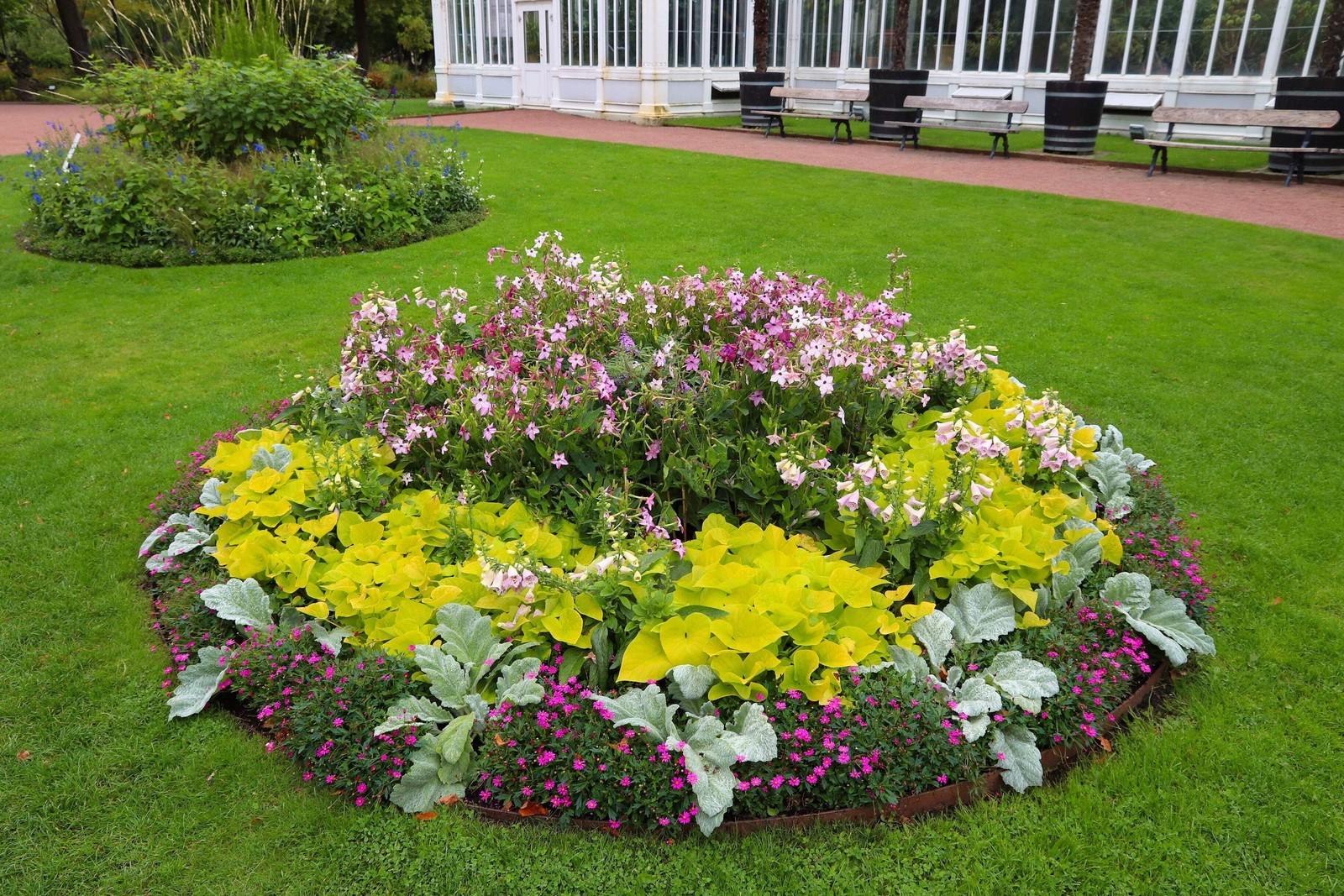 100 MIXED COLORS NICOTIANA Alata (Ornamental Flowering Tobacco) Flower Seeds