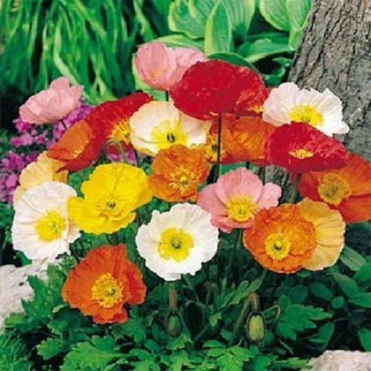 5,000 Seeds Iceland Poppy Seeds