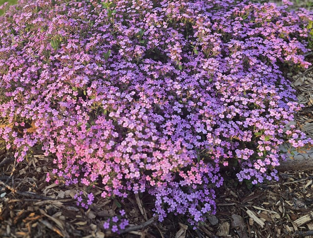 300Pcs Pink Rock Soapwort Seeds Perennial Groundcover Flower Trailing Container
